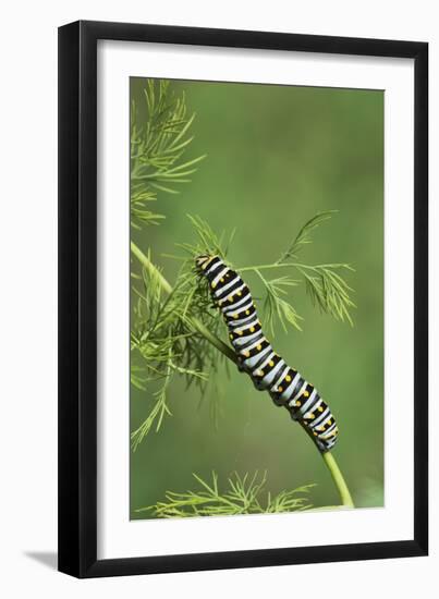 Black Swallowtail caterpillar eating on fennel, Hill Country, Texas, USA-Rolf Nussbaumer-Framed Photographic Print