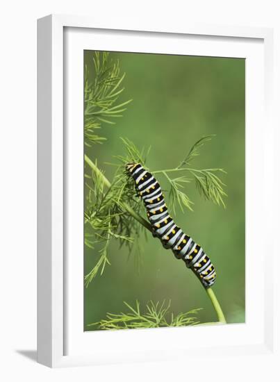 Black Swallowtail caterpillar eating on fennel, Hill Country, Texas, USA-Rolf Nussbaumer-Framed Photographic Print