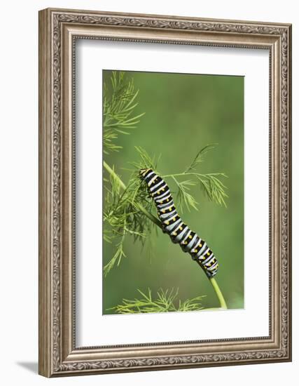 Black Swallowtail caterpillar eating on fennel, Hill Country, Texas, USA-Rolf Nussbaumer-Framed Photographic Print