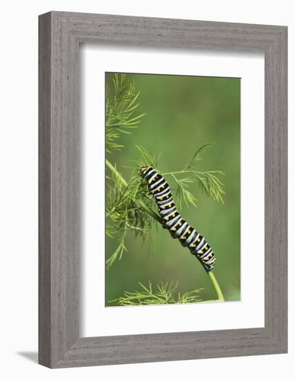 Black Swallowtail caterpillar eating on fennel, Hill Country, Texas, USA-Rolf Nussbaumer-Framed Photographic Print