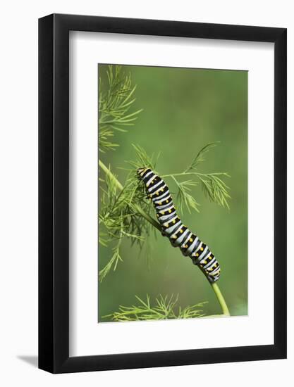 Black Swallowtail caterpillar eating on fennel, Hill Country, Texas, USA-Rolf Nussbaumer-Framed Photographic Print
