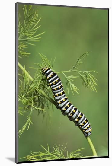 Black Swallowtail caterpillar eating on fennel, Hill Country, Texas, USA-Rolf Nussbaumer-Mounted Photographic Print