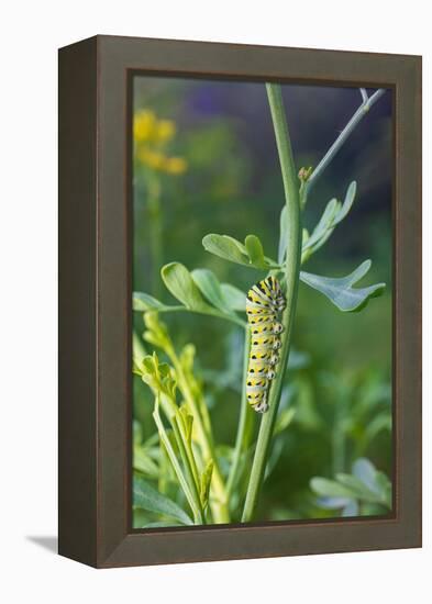 Black swallowtail caterpillar feeding on rue-Richard and Susan Day-Framed Premier Image Canvas