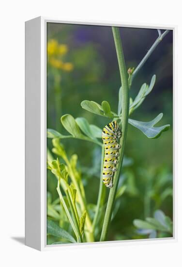 Black swallowtail caterpillar feeding on rue-Richard and Susan Day-Framed Premier Image Canvas