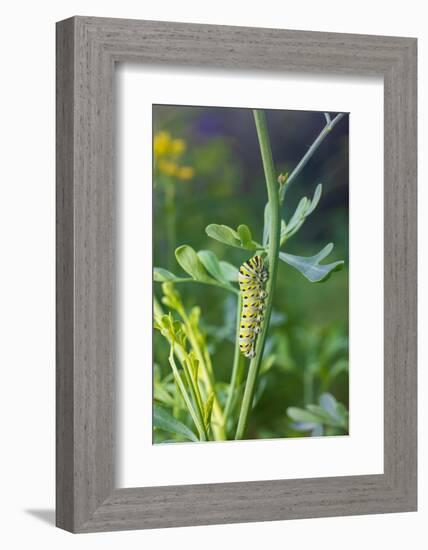 Black swallowtail caterpillar feeding on rue-Richard and Susan Day-Framed Photographic Print