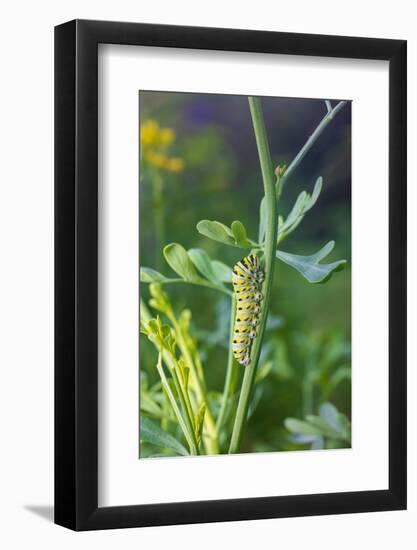 Black swallowtail caterpillar feeding on rue-Richard and Susan Day-Framed Photographic Print