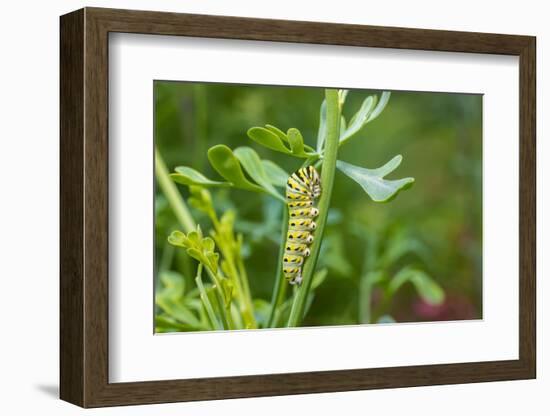 Black swallowtail caterpillar feeding on rue-Richard and Susan Day-Framed Photographic Print