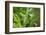 Black swallowtail caterpillar feeding on rue-Richard and Susan Day-Framed Photographic Print