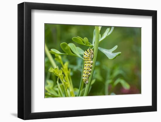 Black swallowtail caterpillar feeding on rue-Richard and Susan Day-Framed Photographic Print