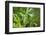 Black swallowtail caterpillar feeding on rue-Richard and Susan Day-Framed Photographic Print