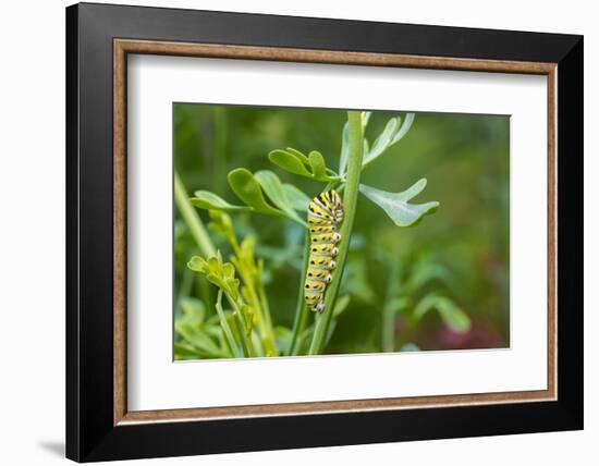 Black swallowtail caterpillar feeding on rue-Richard and Susan Day-Framed Photographic Print