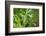 Black swallowtail caterpillar feeding on rue-Richard and Susan Day-Framed Photographic Print