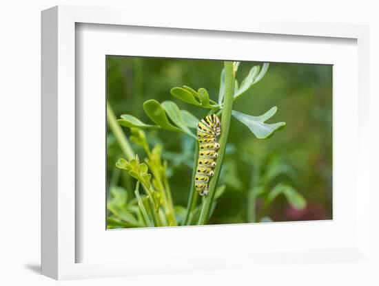 Black swallowtail caterpillar feeding on rue-Richard and Susan Day-Framed Photographic Print