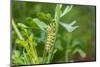 Black swallowtail caterpillar feeding on rue-Richard and Susan Day-Mounted Photographic Print