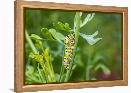 Black swallowtail caterpillar feeding on rue-Richard and Susan Day-Framed Premier Image Canvas