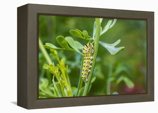 Black swallowtail caterpillar feeding on rue-Richard and Susan Day-Framed Premier Image Canvas