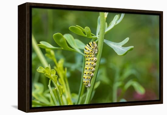 Black swallowtail caterpillar feeding on rue-Richard and Susan Day-Framed Premier Image Canvas