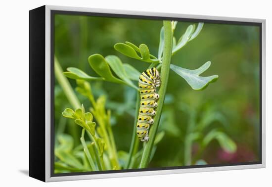 Black swallowtail caterpillar feeding on rue-Richard and Susan Day-Framed Premier Image Canvas