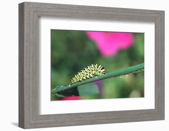 Black swallowtail caterpillar pupating-Richard and Susan Day-Framed Photographic Print