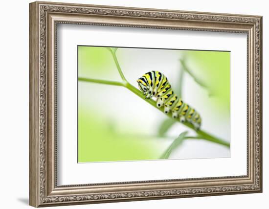 Black Swallowtail caterpillar, USA-Lisa Engelbrecht-Framed Photographic Print