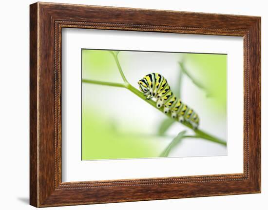 Black Swallowtail caterpillar, USA-Lisa Engelbrecht-Framed Photographic Print