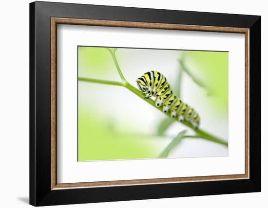 Black Swallowtail caterpillar, USA-Lisa Engelbrecht-Framed Photographic Print