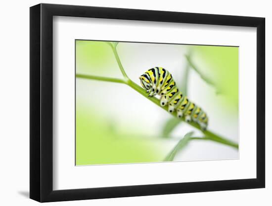 Black Swallowtail caterpillar, USA-Lisa Engelbrecht-Framed Photographic Print