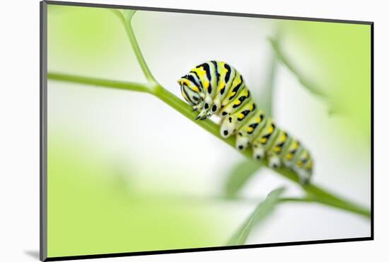 Black Swallowtail caterpillar, USA-Lisa Engelbrecht-Mounted Photographic Print