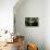 Black Swallowtail I-Alan Hausenflock-Photographic Print displayed on a wall