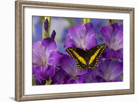 Black Swallowtail Male from Costa Rica, Papilio Polyxenes-Darrell Gulin-Framed Photographic Print