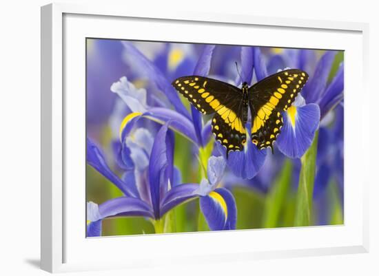 Black Swallowtail Male from Costa Rica, Papilio Polyxenes-Darrell Gulin-Framed Photographic Print