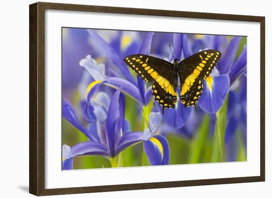 Black Swallowtail Male from Costa Rica, Papilio Polyxenes-Darrell Gulin-Framed Photographic Print