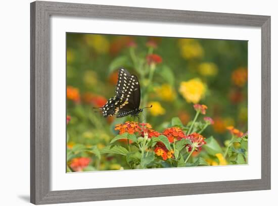 Black Swallowtail Male on Red Spread Lantana, Marion Co. Il-Richard ans Susan Day-Framed Photographic Print