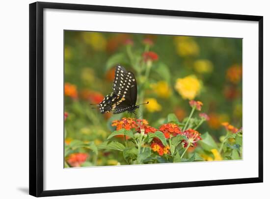 Black Swallowtail Male on Red Spread Lantana, Marion Co. Il-Richard ans Susan Day-Framed Photographic Print