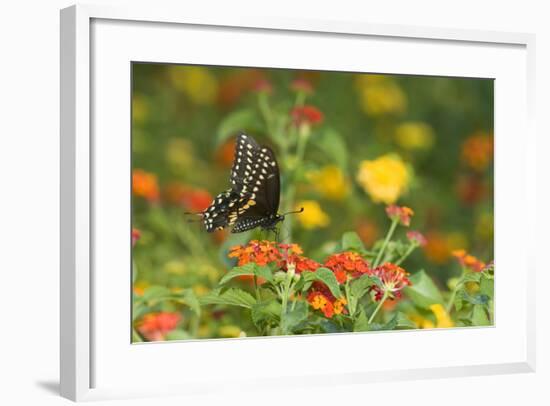 Black Swallowtail Male on Red Spread Lantana, Marion Co. Il-Richard ans Susan Day-Framed Photographic Print
