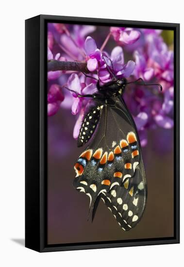 Black Swallowtail Newly Emerged on Eastern Redbud, Marion County, Il-Richard ans Susan Day-Framed Premier Image Canvas