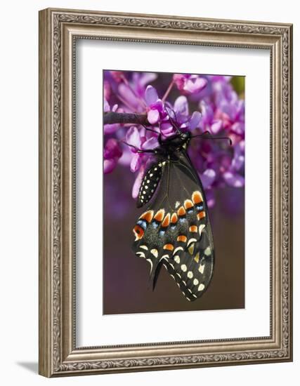 Black Swallowtail Newly Emerged on Eastern Redbud, Marion County, Il-Richard ans Susan Day-Framed Photographic Print