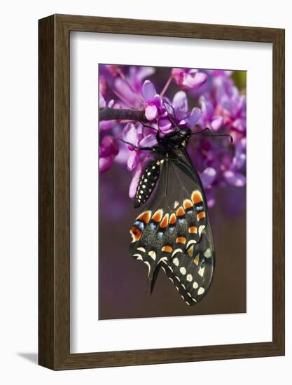 Black Swallowtail Newly Emerged on Eastern Redbud, Marion County, Il-Richard ans Susan Day-Framed Photographic Print