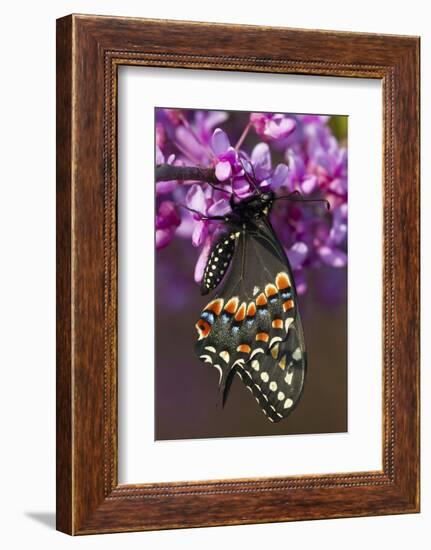 Black Swallowtail Newly Emerged on Eastern Redbud, Marion County, Il-Richard ans Susan Day-Framed Photographic Print