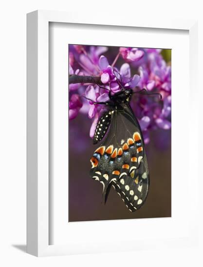 Black Swallowtail Newly Emerged on Eastern Redbud, Marion County, Il-Richard ans Susan Day-Framed Photographic Print