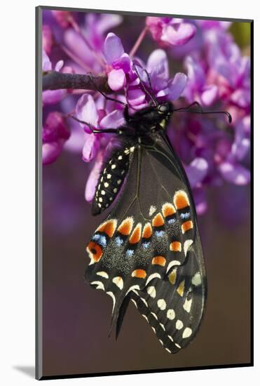 Black Swallowtail Newly Emerged on Eastern Redbud, Marion County, Il-Richard ans Susan Day-Mounted Photographic Print