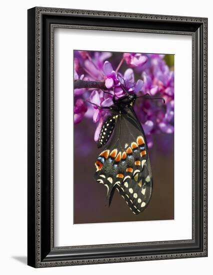 Black Swallowtail Newly Emerged on Eastern Redbud, Marion County, Il-Richard ans Susan Day-Framed Photographic Print