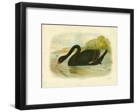 Black Swan, 1891-Gracius Broinowski-Framed Giclee Print