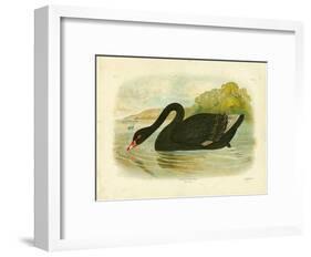 Black Swan, 1891-Gracius Broinowski-Framed Giclee Print