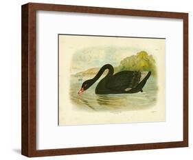 Black Swan, 1891-Gracius Broinowski-Framed Giclee Print