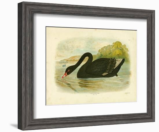 Black Swan, 1891-Gracius Broinowski-Framed Giclee Print