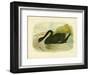 Black Swan, 1891-Gracius Broinowski-Framed Giclee Print