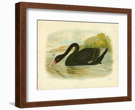 Black Swan, 1891-Gracius Broinowski-Framed Giclee Print