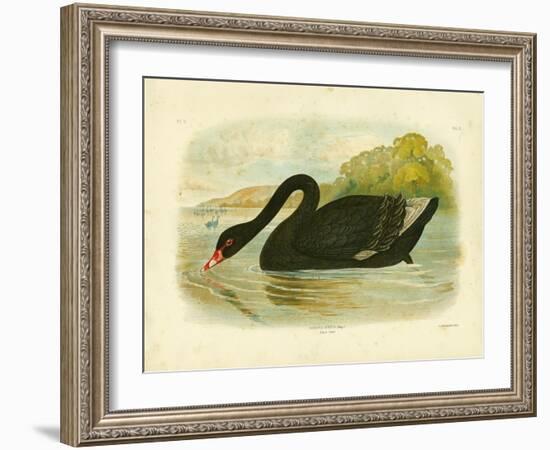 Black Swan, 1891-Gracius Broinowski-Framed Giclee Print