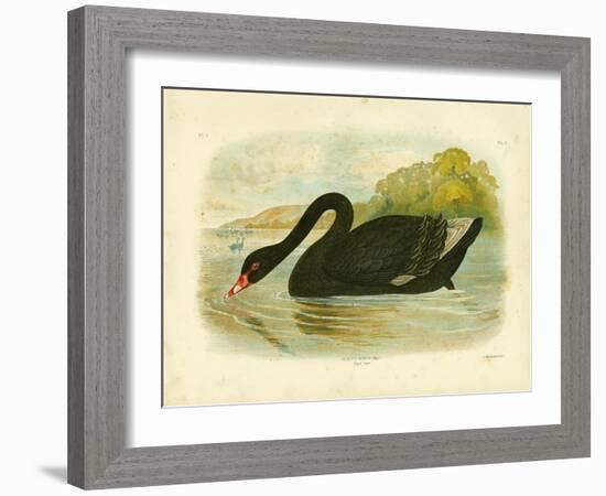 Black Swan, 1891-Gracius Broinowski-Framed Giclee Print